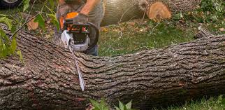 Best Tree Removal  in Smith Mills, MA