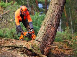  Smith Mills, MA Tree Services Pros