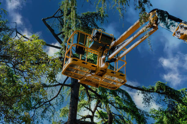 Reliable Smith Mills, MA Tree Services Solutions