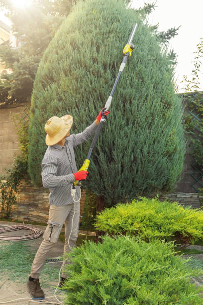 Best Palm Tree Trimming  in Smith Mills, MA